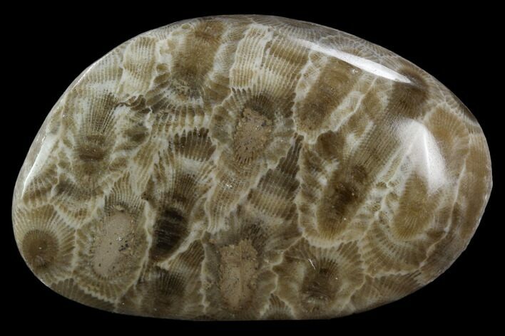 Polished Petoskey Stone (Fossil Coral) - Michigan #131059